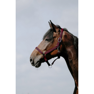 Riding World Cushion Halfter