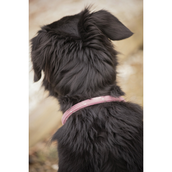 Collier pour chien Pénélope Billie