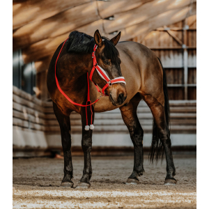 EQUITHÈME Xmas Halter and Lead Rope