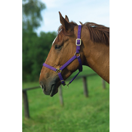 Red//Navy Navy Shetland or Pony Nylon Headcollar
