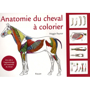 Anatomie du cheval à colorier